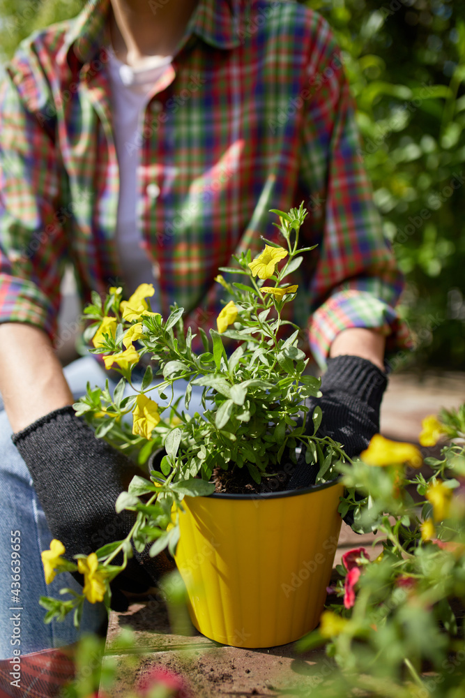 Woman hand planting flowers petunia in the summer garden at home Woman hand planting flowers petunia in the summer garden at home
