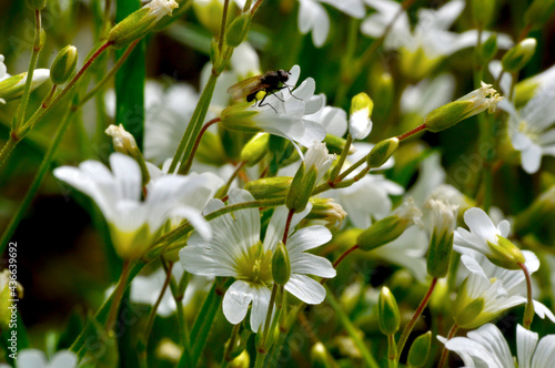 Housefly on daisy © Mateusz