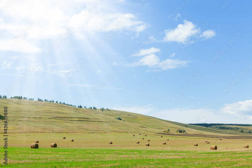 Obraz premium Hay bales harvesting