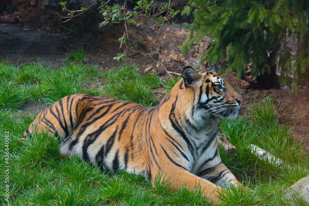 A beautiful adult tiger lies on the ground in the park. A beautiful adult tiger lies on the ground in the park.