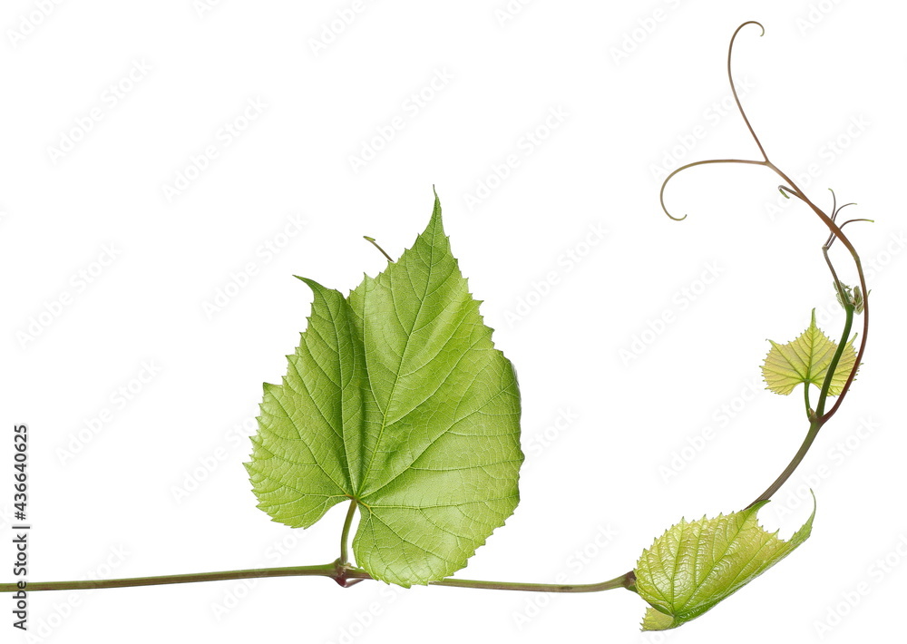 Fototapeta premium Vine with leaves isolated on white background, clipping path