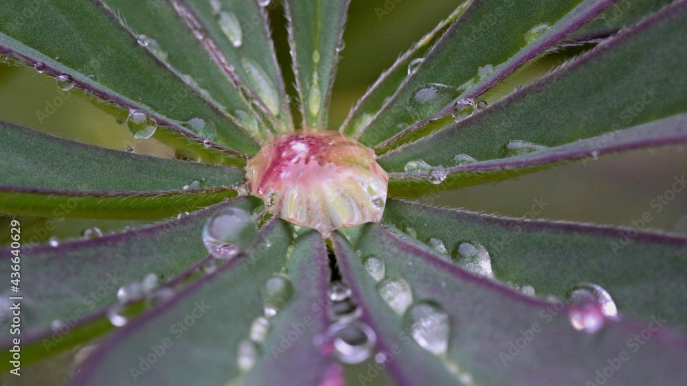 Lupin with rain drops over leaf - stock photo Lupin with rain drops over leaf - stock photo