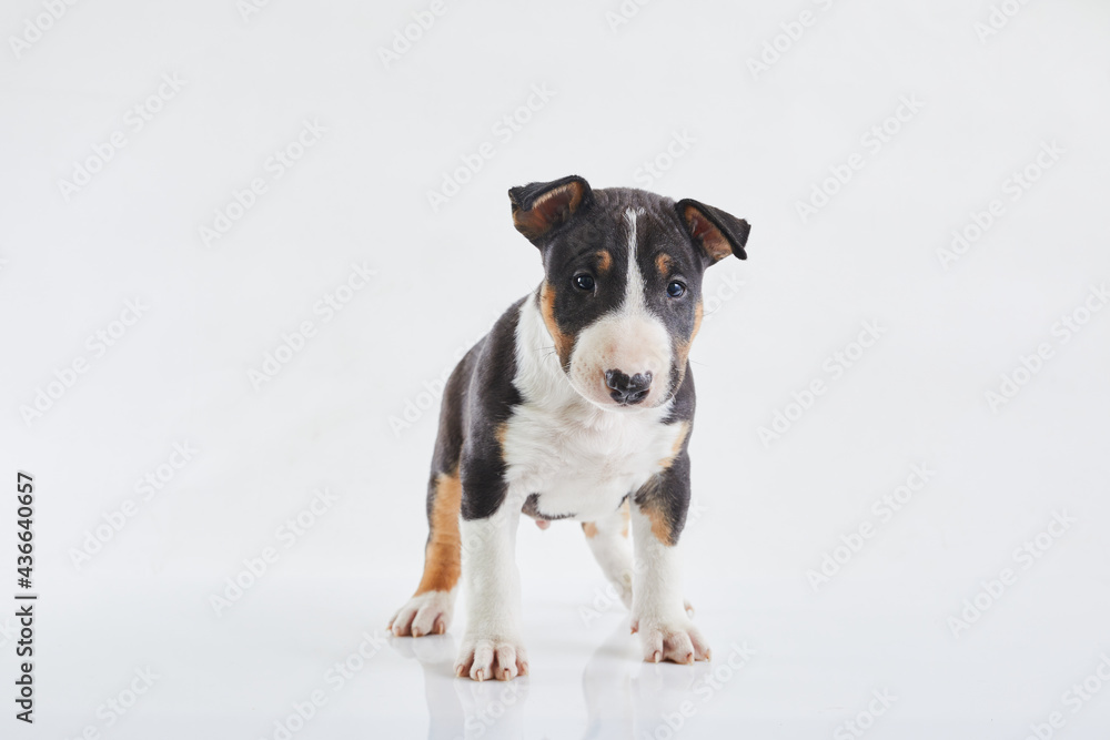 Adorable bull terrier puppy curious posing on studio white background. Miniature bullterrier boy. Adorable bull terrier puppy curious posing on studio white background. Miniature bullterrier boy.