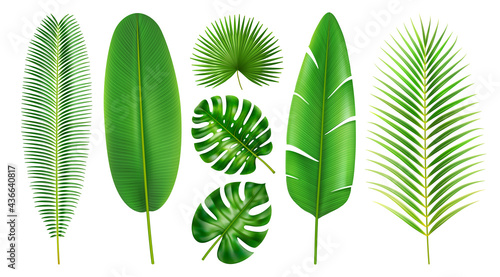 Exotic foliage and tropical leaves, isolated set of flora in different shapes and positions. Branches and leafage of beach, monstera and banana, palm and palmetto, realistic 3d cartoon vector