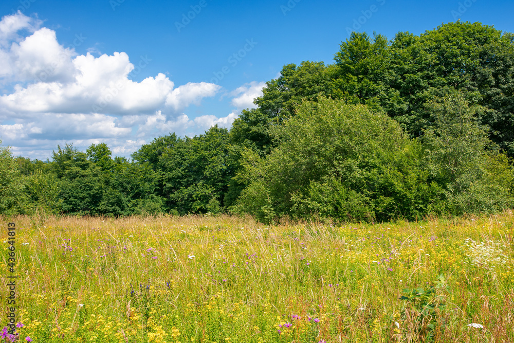 grassy glade among the beech forest. sunny nature scenery in summertime. landscape with fluffy clouds on the blue sky