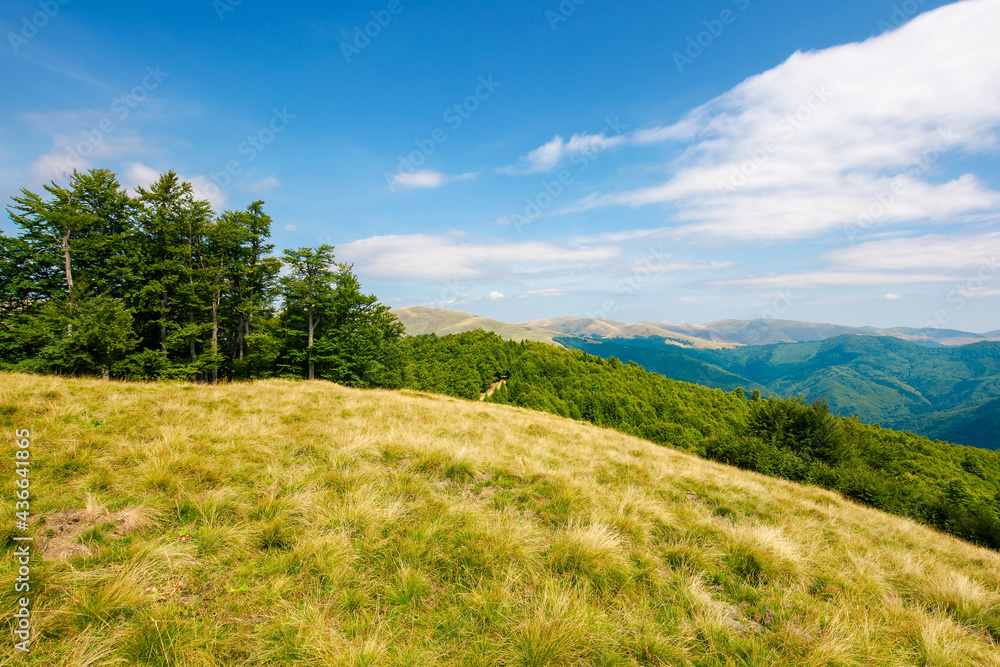 trees on the hillside meadow. beautiful mountain landscape in summer afternoon. clouds on the sky trees on the hillside meadow. beautiful mountain landscape in summer afternoon. clouds on the sky