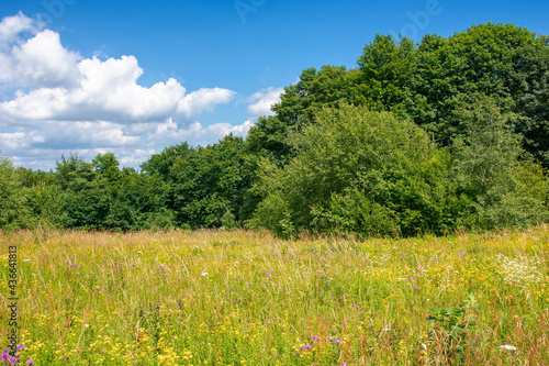 grassy glade among the beech forest. sunny nature scenery in summertime. landscape with fluffy clouds on the blue sky