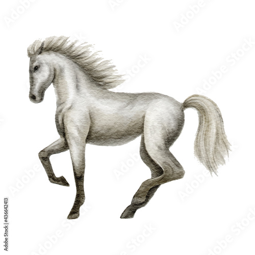 Gray horse watercolor hand drawn painted  isolated on white background.