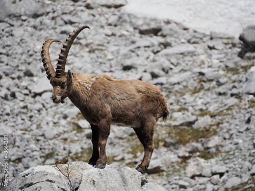 Bouquetin sur un rocher dans le vercors