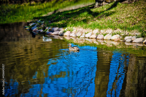 Fototapeta Naklejka Na Ścianę i Meble -  wild duck brown close-up in the grass 