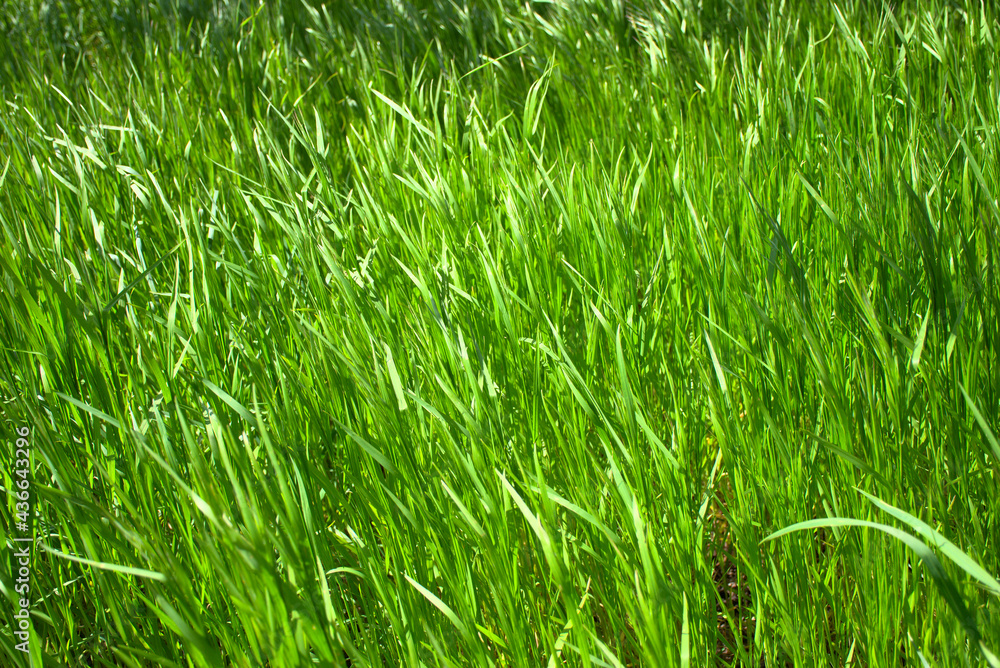 Obraz premium green grass swaying in the wind
