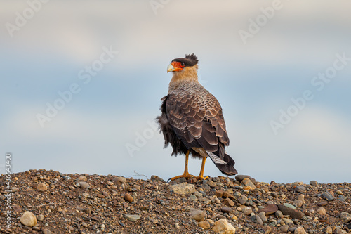 Adult Crested Caracara (Polyborus plancus) sitting on a pile of stones against blue sky
 photo