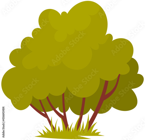 Small bush. Green shrub. Garden plant with long branches. Nature element vector illustration. Blooming bush isolated on white background. Deciduous shrub plant