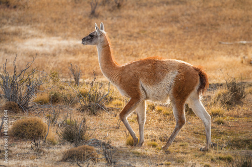 Wild Guanaco (Lama guanicoe) walking on yellow autumn grassland in the foothills of the Andes in Torres del Paine National Park, Patagonia, Chile