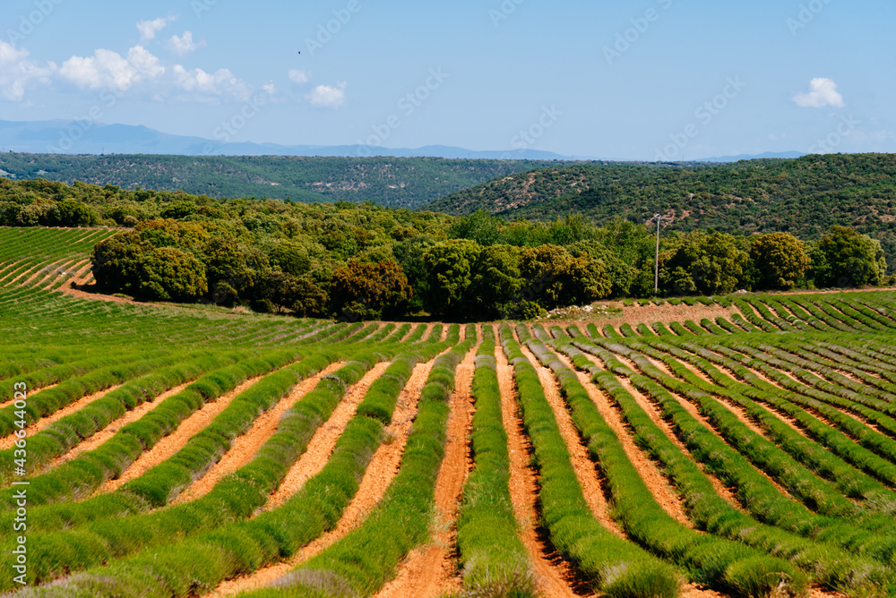 Lavender fields. Early morning in spring time. Landscape in Brihuega, Guadalajara, Spain Lavender fields. Early morning in spring time. Landscape in Brihuega, Guadalajara, Spain
