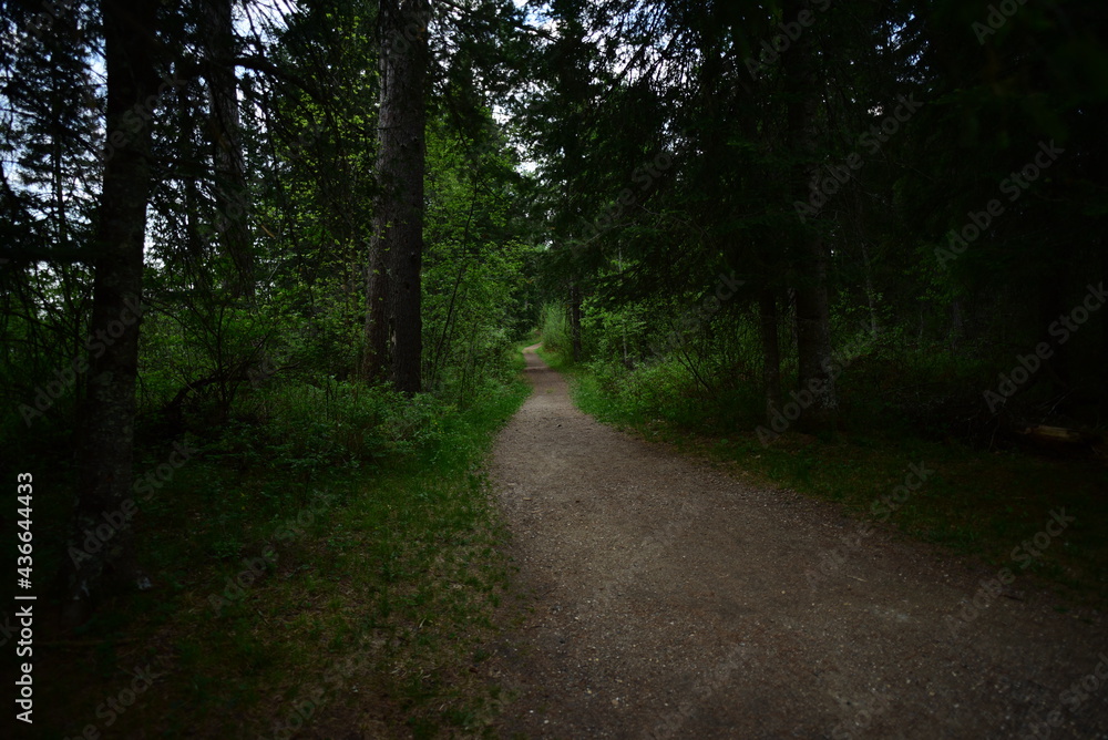 Fototapeta premium Itasca State Park 