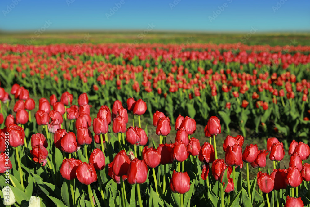 Fototapeta premium Beautiful view of field with blossoming tulips on sunny day