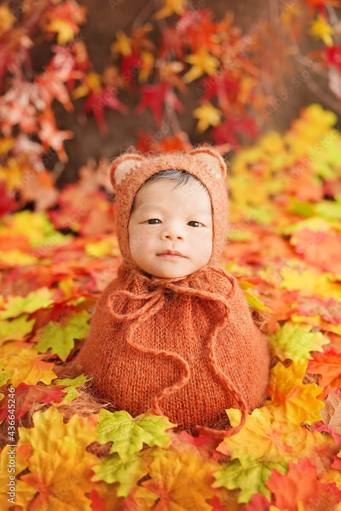 Little fox newborn in autumn season greetings wrapping with fox mohair bonnet and orange brown swaddling wrap surrounded by many maple leaves. Baby sit and open eyes sending happy feelings. Little fox newborn in autumn season greetings wrapping with fox mohair bonnet and orange brown swaddling wrap surrounded by many maple leaves. Baby sit and open eyes sending happy feelings.