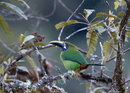 Blue-throated Tucanet (Aulacorhynchus caeruleogularis) closeup perched on a mossy branch in the rainforests of Costa Rica photo