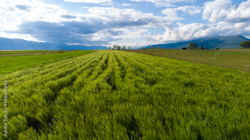 Aerial drone view of wheat field. Green cereals on sunset, view from above. Spikelet of wheat swaying in the wind. Young ripe ears swaying on the wind. Agriculture. Aerial drone view of wheat field. Green cereals on sunset, view from above. Spikelet of wheat swaying in the wind. Young ripe ears swaying on the wind. Agriculture.