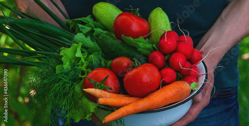 farmer in blue clothes holds ripe vegetables in his hands. Carrots, pink radishes, zucchini, cucumber, onions. No plastic, no waste, ecology