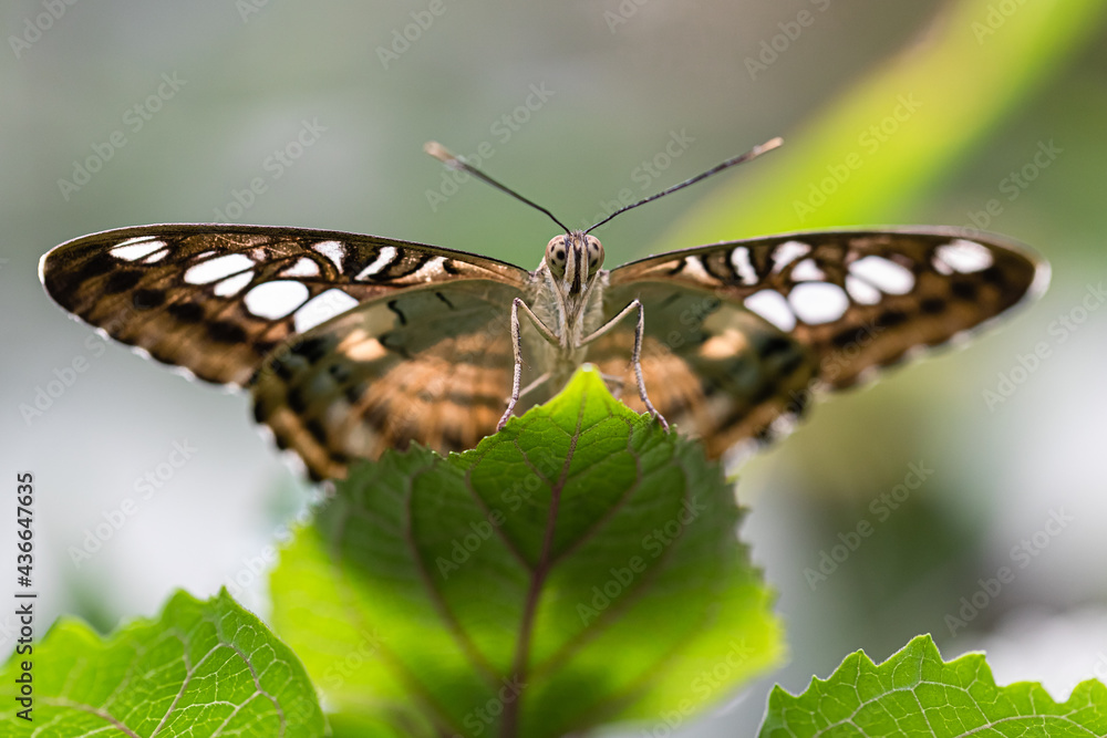 Naklejka premium exotic butterfly photographed close-up