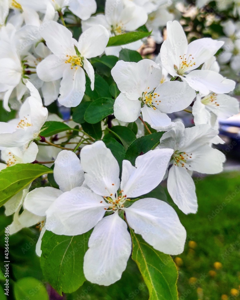 White Apple tree White Apple tree