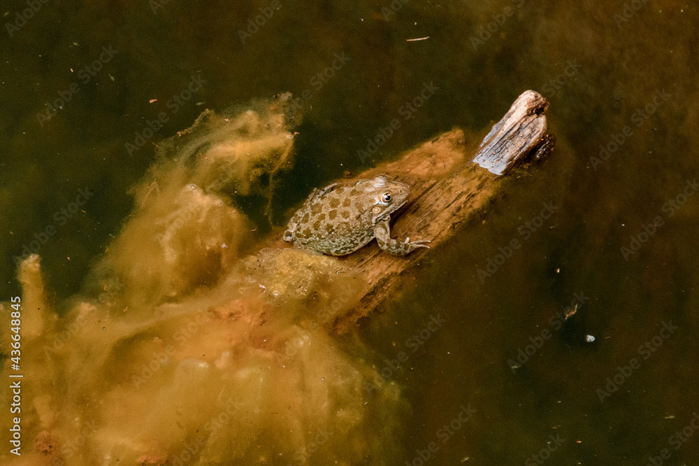 Top view of frog sitting on wooden stick in the water.