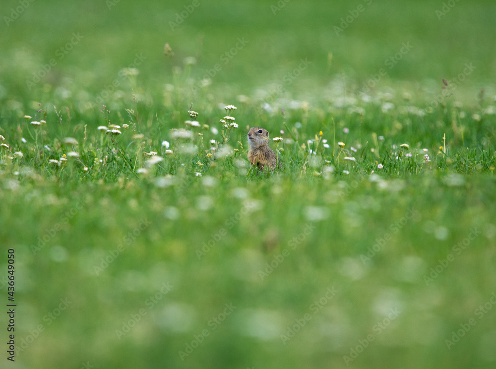 Ground Squirrel (Spermophilus citellus) eats the grass, looking around the neighborhood.