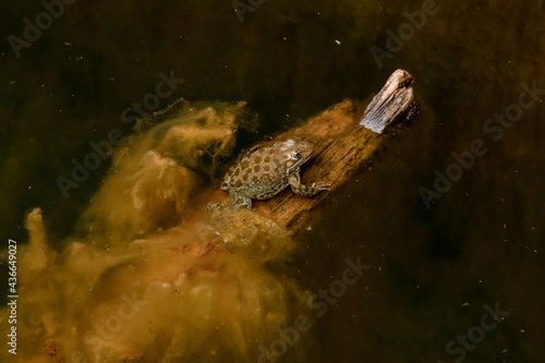 Top view of spotted green frog sitting on wooden stick in the water. © fesenko