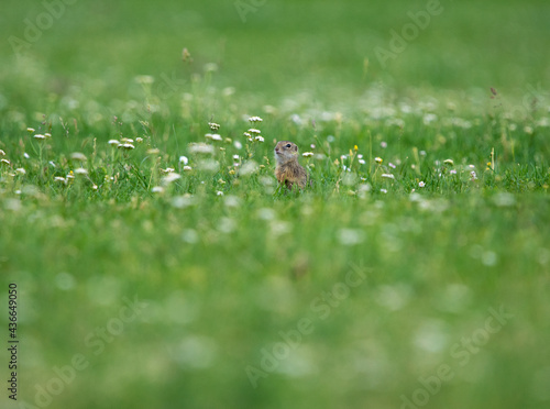 Ground Squirrel (Spermophilus citellus) eats the grass, looking around the neighborhood. © ShoneNS