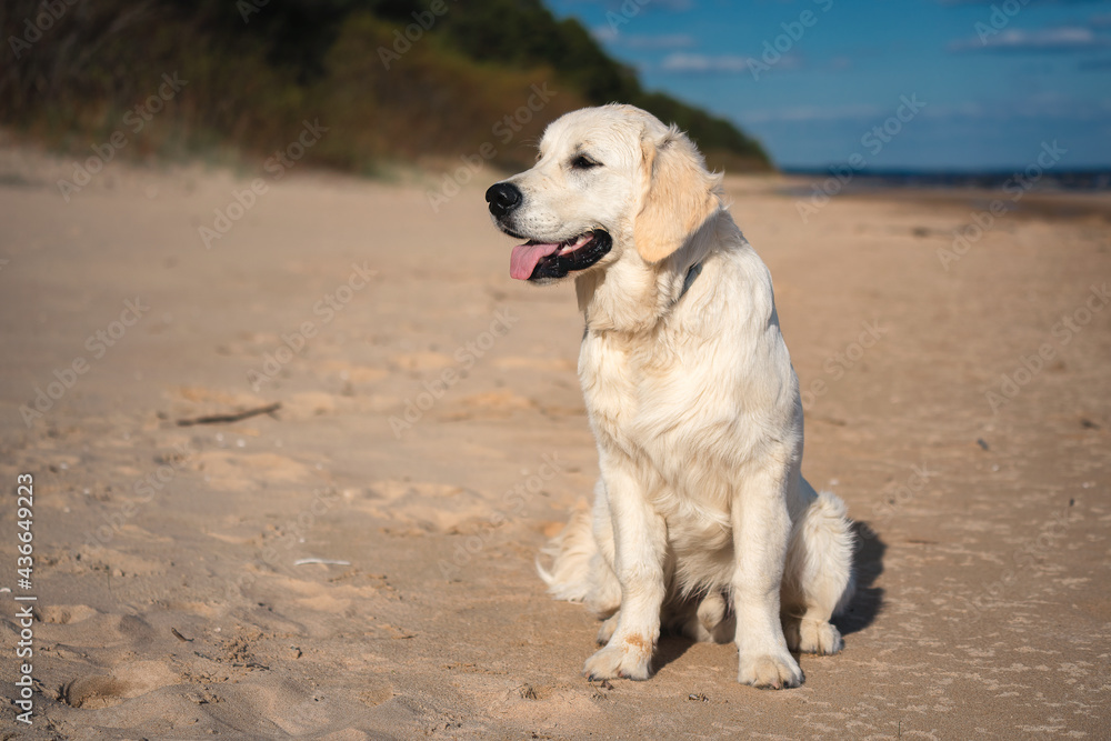 Beautiful golden retriever dog outside. Beautiful golden retriever dog outside.