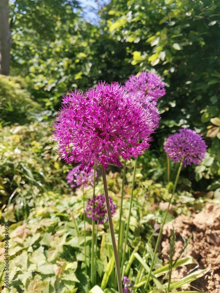 Obraz premium Wild purple garlic flower growing in a parc in Brussels, Belgium. 