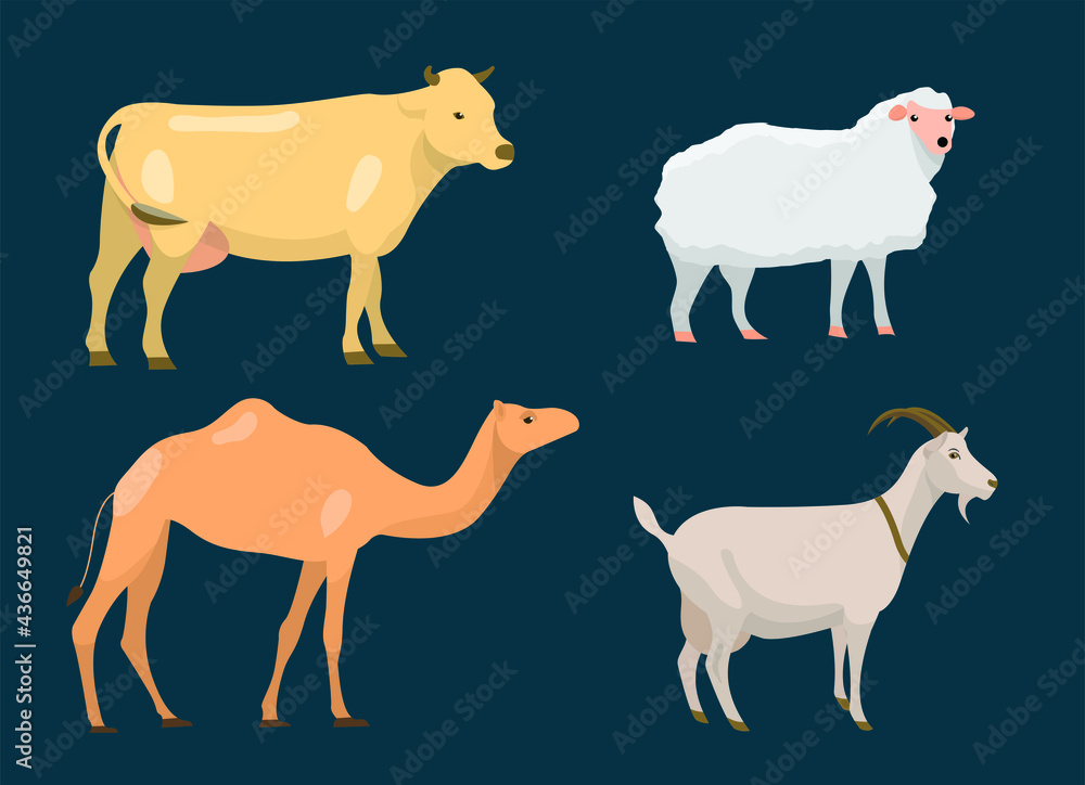 Cow, Camel, Goat and Sheep Flat Design Cartoon Illustration Drawing