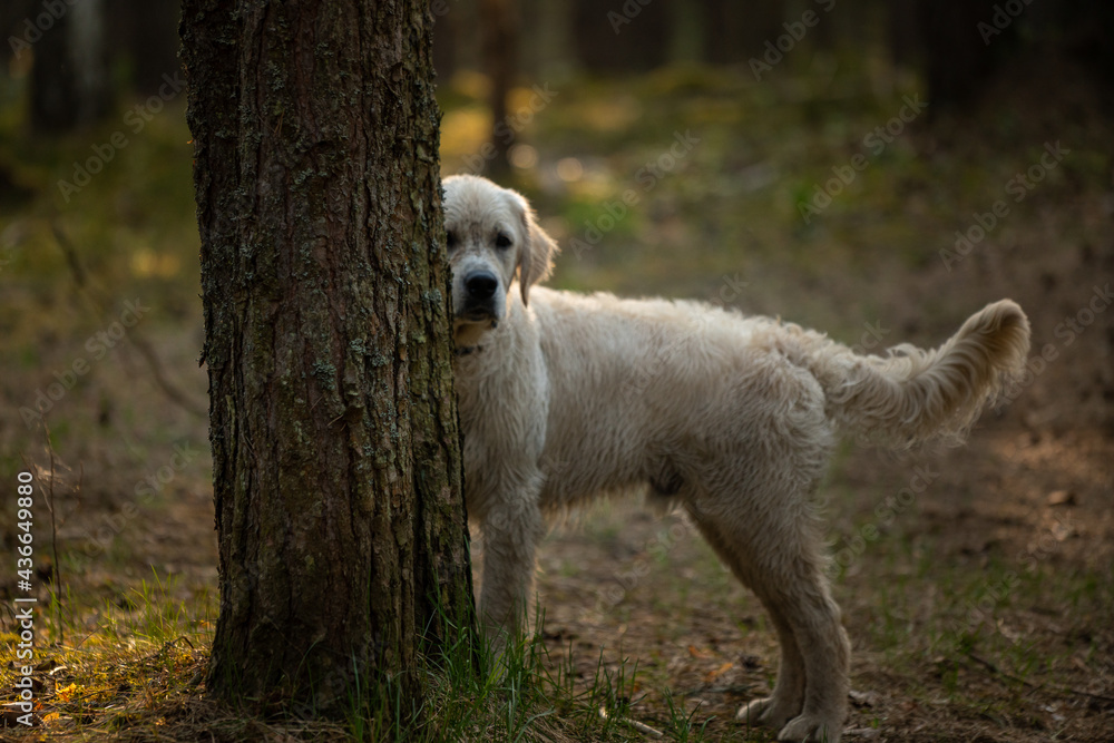 Obraz premium Beautiful golden retriever dog outside.