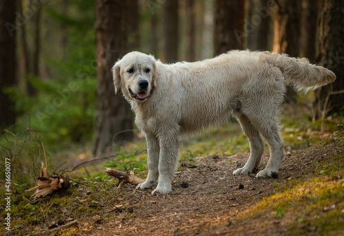 Beautiful golden retriever dog outside. © Aleksandr