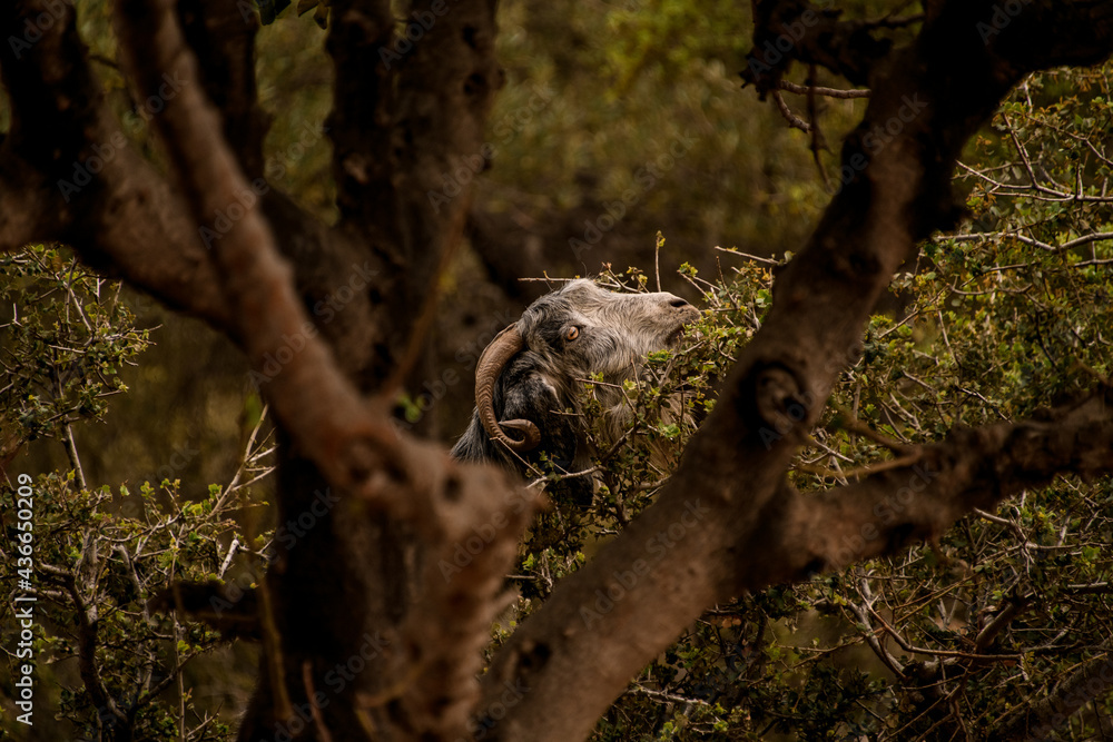 view through the trees of goat with twisted horn eating green bush view through the trees of goat with twisted horn eating green bush
