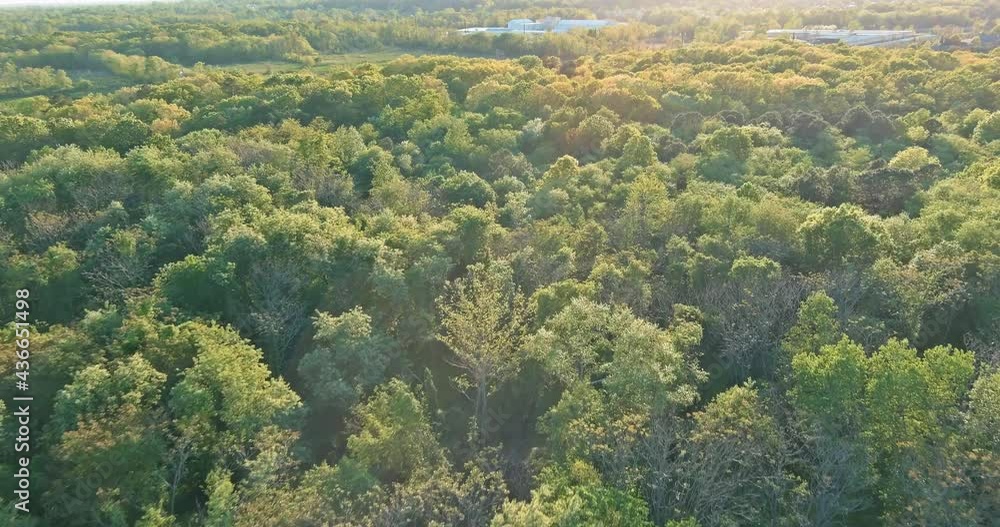 Panoramic view autumn leaf fall against the deciduous forest trees Panoramic view autumn leaf fall against the deciduous forest trees
