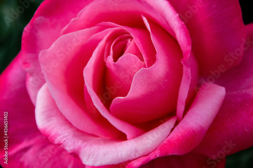 pink rose closeup