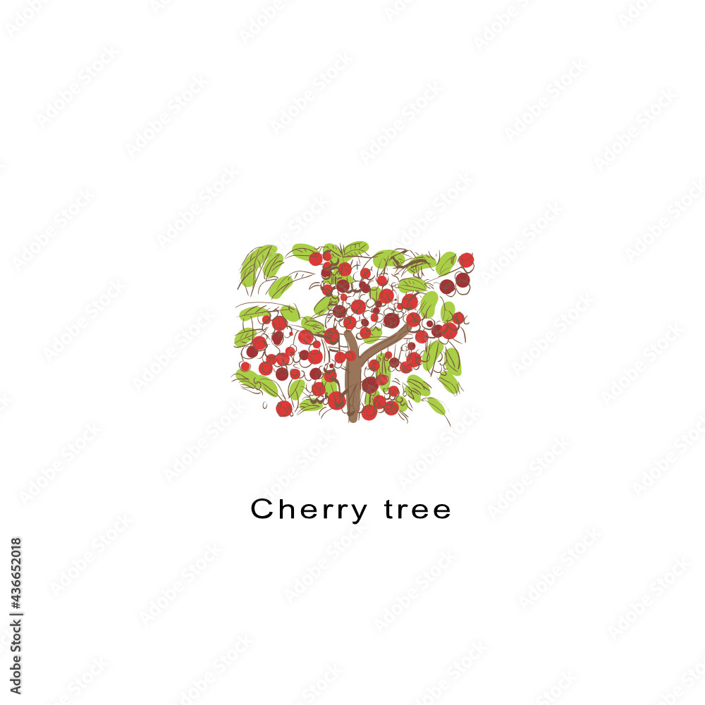 Cherry  With Ripe   Berries  Vector Illustration