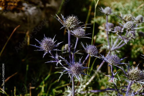 Closeup shot of purple Eryngos flowers on a blurred background photo