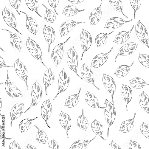 Coca Leaves Drawing Vector Seamless Pattern
