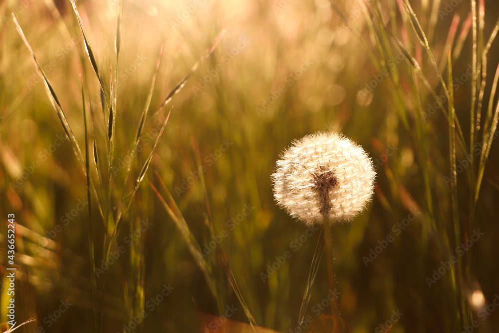 Dandelion blowball in spring meadow. Wild flower