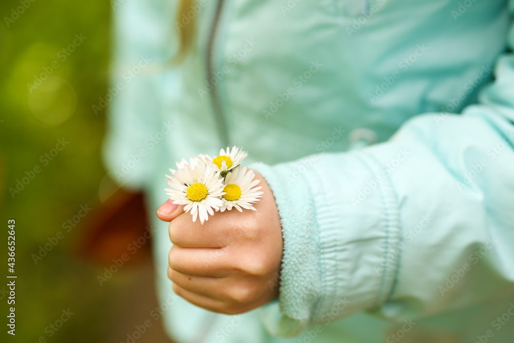 Girl holding a bouquet of daisies in her hand close-up Girl holding a bouquet of daisies in her hand close-up
