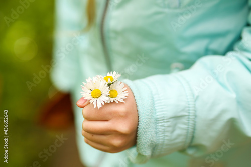 Girl holding a bouquet of daisies in her hand close-up