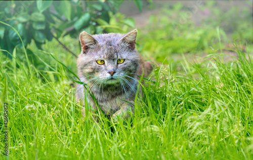 Tabby cat hunting in the garden 