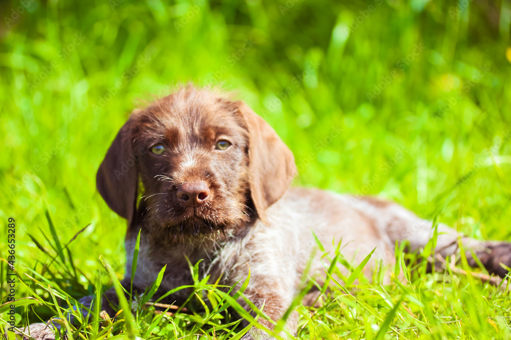 A beautiful brown deutsch drahthaar puppy with sad green eyes. A portrait of a purebred dog lying in tall grass in a meadow in sunny summer day, looking straight. A canine on the nature in summertime.