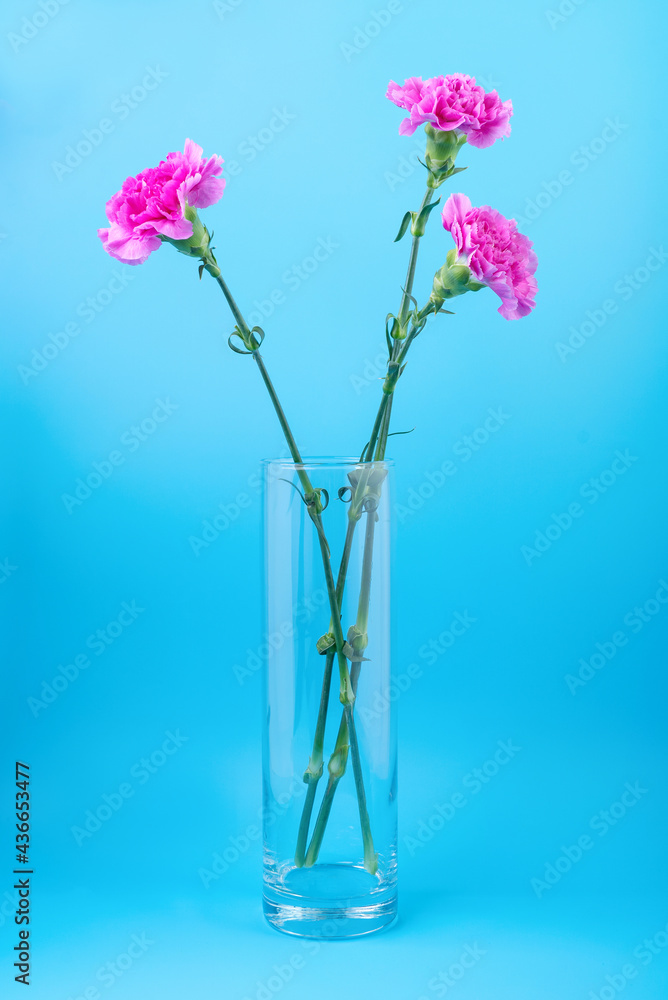 Three pink carnations in a glass vase on a blue background Three pink carnations in a glass vase on a blue background