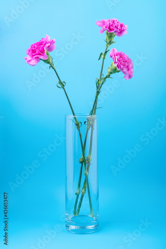 Three pink carnations in a glass vase on a blue background
