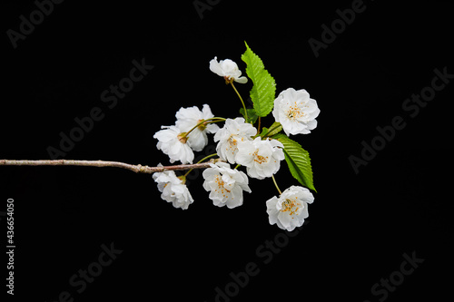 natural white flower object on black background